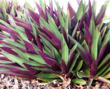 tradescantia spath. rhoeo Garden Border Plants, Moses In The Cradle, Florida Plants, Purple Plants, Hanging Plants Indoor, Border Plants, The Cradle, Low Maintenance Garden, Plant Identification