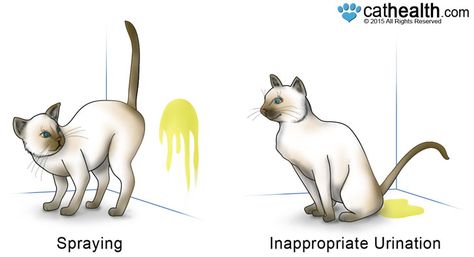 Spraying and urinating cats have different postures. Mean Cat, Cat Nutrition, Cat Cleaning, Cat Jokes, Cat Pee, Cat Urine, Cat Spray, Cat Training, Animal Projects