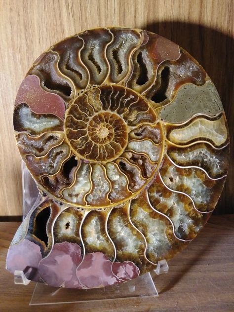 Ammonite from Madagascar Ammonite Drawing, Spirals In Nature, Fossil Art, Rocks And Fossils, Magical Stones, Ammonite Fossil, Prehistoric Creatures, Beautiful Rocks, Minerals And Gemstones