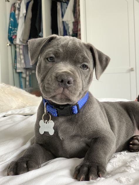 Blue Staff, Staffy Puppies, Blue Staffy Puppy, Pitbull Blue, Types Of Dogs Breeds, Blue Staffy, Staffy Dog, Cute Small Dogs, Cutee Animals