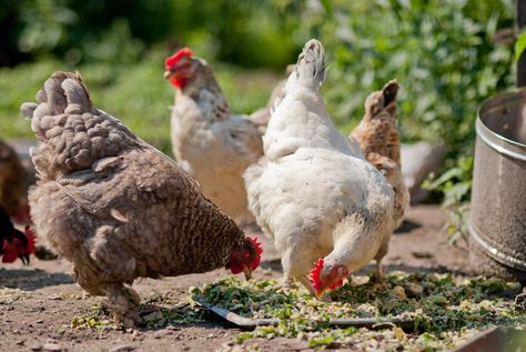 Plants And Foods That Are Poisonous For Chickens | Chicken Care | Chickens | Guide | Omlet UK Dominique Chickens, Chicken Pecking, Portable Chicken Coop, Poultry Feed, Chicken Life, Chicken Eating, Chicken Treats, Best Chicken Coop, Free Range Chickens