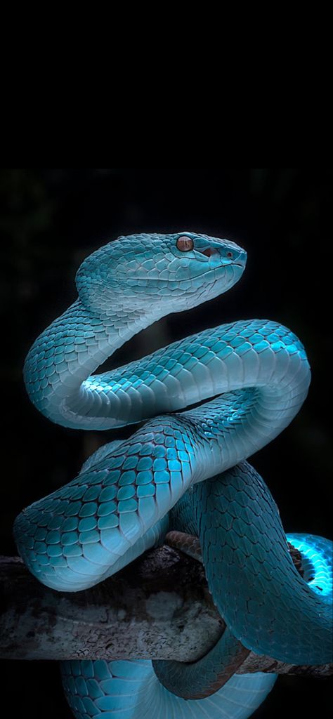 Snake Photos, Beautiful Comments, Pretty Snakes, Snake Wallpaper, Blue Snake, Snake Art, Beautiful Snakes, Snake Tattoo, Macro Photography