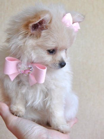 . Baby Pomeranian, Teacup Pomeranian, Cute Pomeranian, Teacup Puppies, Pomeranian Dog, Pomeranian Puppy, Adorable Animals, 귀여운 동물, Animals Friends