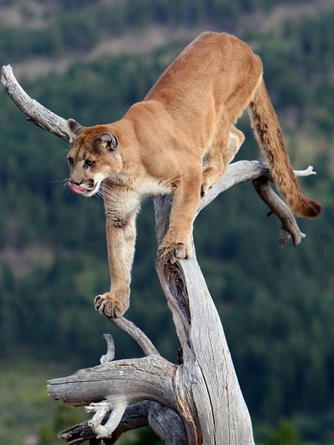 Puma in a tree #14 | Canon EOS 1D Mk111, EF 70-200mm f/2.8L … | Flickr Mountain Lions, Cat Reference, Exotic Cats, Mountain Lion, Cat Family, Small Cat, Large Cats, Leopards, Lynx