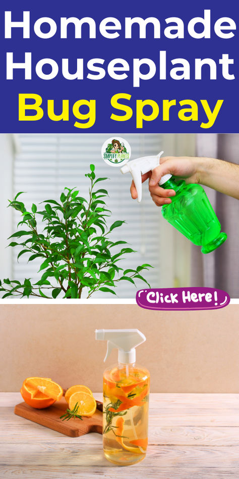 Discover the ultimate Natural DIY Bug Spray for your houseplants to keep pests away naturally! This homemade insecticide for plants is easy to make and effective against garden pests. Our homemade bug spray recipe features essential oils, creating a powerful garden bug spray that’s safe for your plants. Say goodbye to unwanted insects with this DIY bug repellent and enjoy a thriving garden. Perfect for anyone looking for a natural solution, this garden pest spray is a must-have for plant lovers. Insecticide For Plants, Homemade Bug Spray Recipe, Garden Bug Spray, Bug Spray For Plants, Aphids On Plants, Bug Eating Plants, Homemade Insecticide, Garden Pest Spray, Diy Bug Repellent