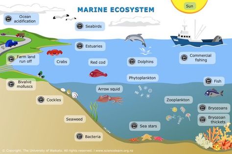 FOOD WEBS-Feeding relationships are often shown as simple food chains – in reality, these relationships are much more complex, and the term ‘food web’ more accurately shows the links between producers, consumers and decomposers Ocean Zones, Ecosystems Projects, Ocean Habitat, Ocean Acidification, Ocean Ecosystem, Ocean Unit, Ocean Science, Aquatic Ecosystem, Marine Ecosystem