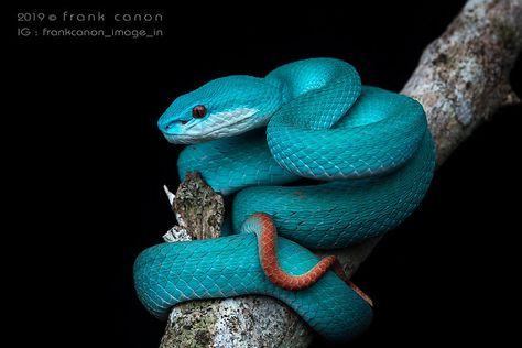 white-lipped island pit viper (Trimeresurus albolabris insularis) Unusual Pets, Regard Animal, Snake Photos, Viper Snake, Colorful Snakes, Pretty Snakes, Snake Wallpaper, Komodo Island, Blue Pits