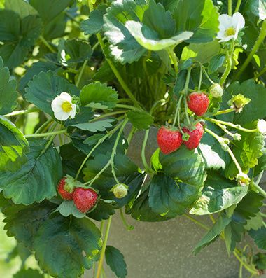 Elan - strawberry wall!! Strawberry From Seed, Strawberry Seedlings, Strawberry Bush Aesthetic, Strawberry Plant Aesthetic, Everbearing Strawberries, Strawberry Plant Photography, Growing Seedlings, Fruit Love, Strawberry Seed