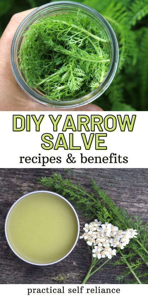 Yarrow Salve Recipe & Yarrow Salve Benefits - Learn how to make yarrow salve this summer! If you're foraging yarrow, you'll want to make this healing herbal salve! herbalism for beginners | herbal remedies recipes Yarrow Salve, Herbal Salve Recipes, Herbal Medicine Recipes, Herbal Remedies Recipes, Salve Recipes, Medicinal Herbs Garden, Herbal Salves, Magia Das Ervas, Herbal Tinctures