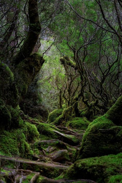 𝔙𝔞𝔪𝔭𝔦𝔯𝔞 on Twitter: "Mystical forest.… " Paradis Sombre, Moss Covered, Forest Photos, Mystical Forest, Beautiful Forest, Airbrush Art, Forest Photography, Magical Places, Nature Aesthetic