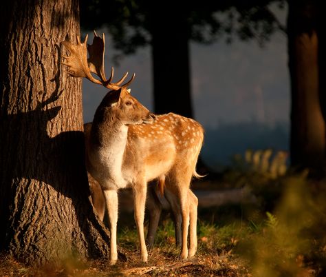 A Fallow Deer in Bushey Park near London. harrattphotographic.co.uk Fallow Deer, Silver Fox, Red Fox, Kangaroo, Deer, Animals