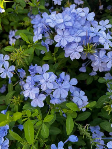 Pretty purple blooms, beautiful flowers Purple Jasmine, Blue Jasmine Flower, Purple Blue Flowers, Blue Purple Flowers Aesthetic, Pink Blue Purple Flowers Aesthetic, Cute Blue Wallpaper, Jasmine Flower, Dad Tattoos, Blue Wallpapers