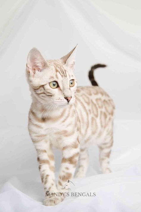 Snow Bengal Cat White Bengal Cat, Gato Bengali, Bengal Cat Breeders, Food Cat, Bengal Kitten, Cat Breeder, Drawing Faces, Drawing Cat, Gorgeous Cats