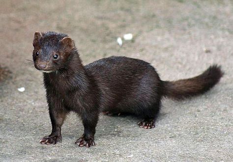 Minks are another member of the Mustelidae family (including otters, weasels, badgers, wolverines and polecats) that can produce a smelly defense. Though not as pungent as skunks, they can excrete an odorous fluid from glands when threatened. They might be cute, but they are musky too. Mink Animal, Interesting Animals, Hyena, Animal Rights, Ponds, Creature Design, Ferret, Art Sculpture, Otters