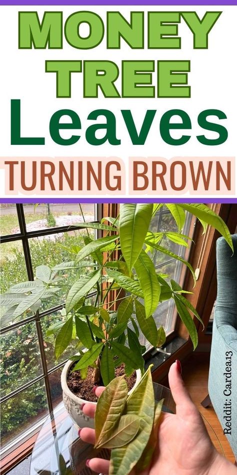 "Discover essential tips for Money Tree Plant Care as we explore the causes of Money Tree leaves turning brown. Learn how to properly care for your Pachira Aquatica, including common issues like browning and yellowing leaves. Whether you're a novice or seasoned plant lover, our guide on caring for Money Trees will help you maintain healthy, vibrant foliage. Say goodbye to browning leaves and ensure your Money Tree thrives with expert advice on plant health and maintenance. Money Tree Plant Care, Pachira Money Tree, Pachira Aquatica, Money Tree Plant, Lucky Plant, White Flies, Money Plant, Money Tree, Houseplants Indoor