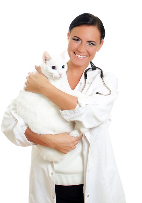 How To Choose The Best Veterinarian For My Cat? – TheCatSite Articles Veterinary Radiology, What Cats Can Eat, Vet Office, Mast Cell, Cat Seat, Cat Couple, Cat With Blue Eyes, A Vet, Owning A Cat