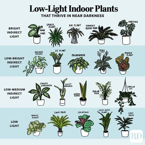 Nerve Plant, Calathea Plant, Philodendron Plant, Plant Care Houseplant, Hanging Plants Indoor, Palm Plant, Growing Plants Indoors, Low Light Plants, Best Indoor Plants