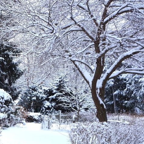 Today Barbara Owen is sharing some photos with us. People may be tired of winter and looking for photos of spring, but even when a blanket of snow is covering […] The post Celebrating Winter Beauty appeared first on FineGardening. Winter Garden Snow, Rain Shadow, Snow Monster, Tree Outline, Red Hydrangea, Hydrangea Purple, Fine Gardening, White Garden, Garden Show