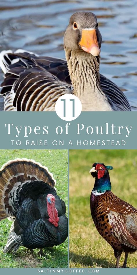 Homestead Livestock, Keeping Ducks, Geese Breeds, Types Of Ducks, Small Homestead, Raising Turkeys, Backyard Ducks, Raising Quail, Raising Ducks