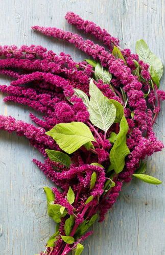 6 Gorgeous Amaranth Flowers Amaranth Flower, Cream Tattoo, Hanging Craft Ideas, Hanging Craft, New Paper, Cut Flower Garden, Wall Hanging Crafts, Diy Projects For Kids, How To Make Paper Flowers