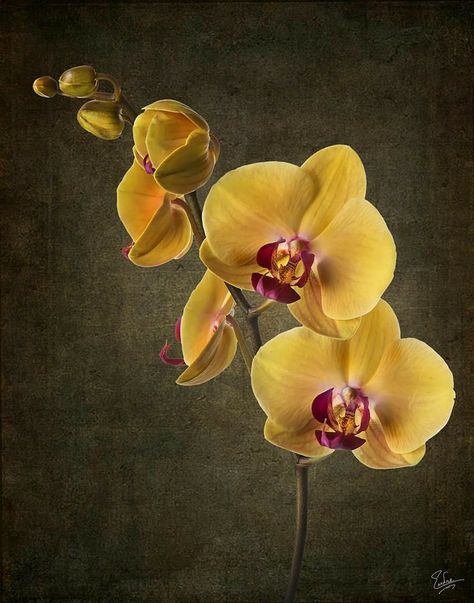 Water Culture Orchids, Orchid Wallpaper, Orchid Drawing, Orchids Painting, Orchid Photography, Orchid Roots, Yellow Orchid, Growing Orchids, Exotic Orchids