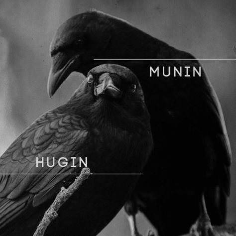 Odin Norse Mythology, Odin Raven, Hugin And Munin, Story Prompt, Arte Viking, Nordic Mythology, Norse Gods, Odin's Ravens, Odin God