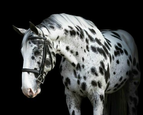 Horses Appaloosa, Horses Beautiful, Kathiyawadi Horse, Horse Photography Poses, Dream Horse Barns, Gorgeous Horses, Beautiful Horse Pictures, Horse Colors, Appaloosa Horse