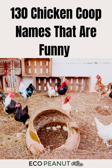 Chicken coop Funny Chicken Coop Names, Chicken Coop Name Signs, Chicken Coop Names Clever, Chicken Coop Signs Ideas Funny, Funny Chicken Signs, Funny Chicken Coop Signs, Chicken Coop Names, Good Chicken Names, Funny Chicken Coop