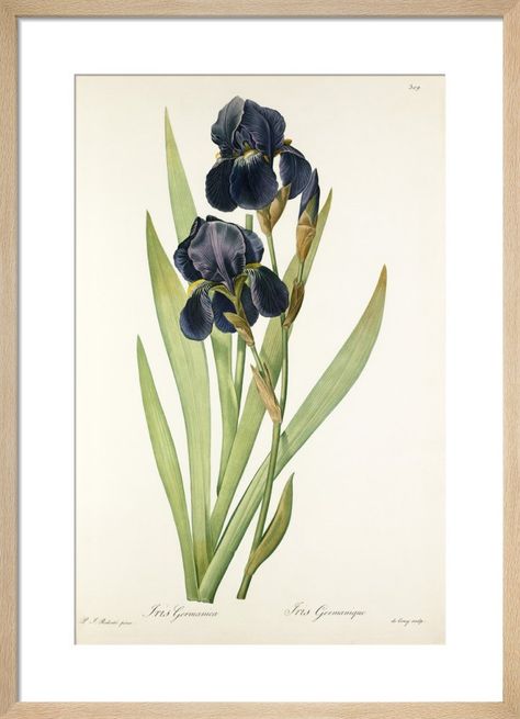 Iris germanica Art Print by Pierre Joseph Celestin Redouté | King & McGaw Art Pierre, Illustration Botanique, Hur Man Målar, Antique Illustration, Purple Iris, Illustration Vintage, Iris Flowers, Flower Clipart, Rock Design