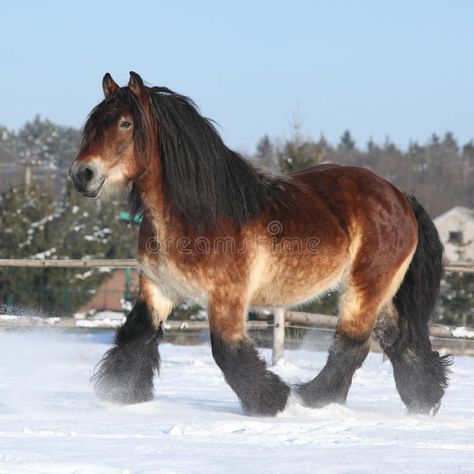 Photo about Gorgeous dutch draught horse with long mane running in the snow in winter. Image of fast, stallion, snowfall - 35682548 Dutch Draft Horse, Running In The Snow, Running In Snow, Long Photos, Snow Animals, Winter Horse, Draft Horse, Big Horses, Most Beautiful Horses