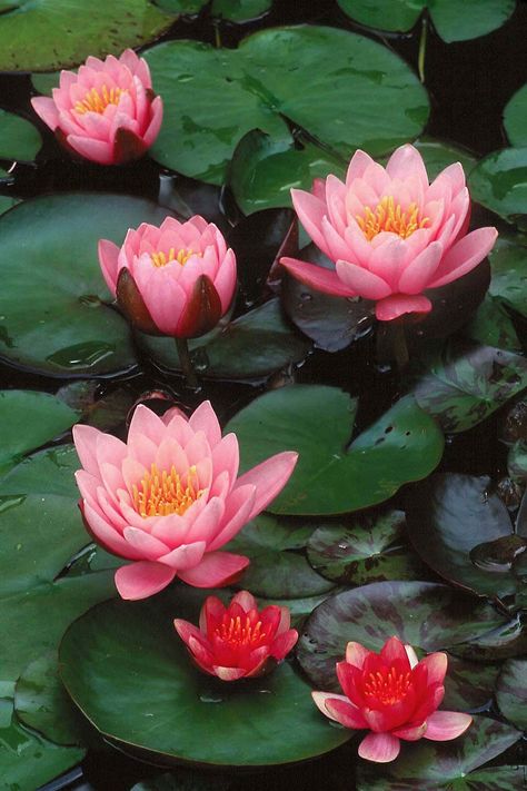 Lily Lotus, Water Lilly, Lily Pond, A Pond, Gardening Supplies, Aquatic Plants, The Pond, Water Flowers, Water Lily