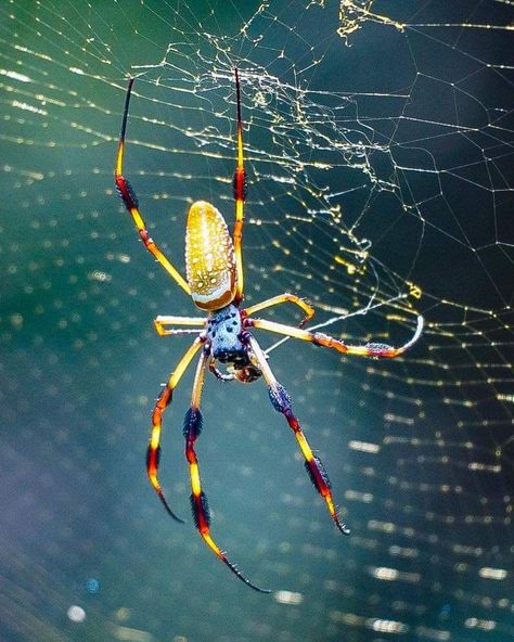 Golden Orb Weaver, Grandpa Tattoo, Orb Weaver, Pokemon Regions, Spider Art, Open Window, Zen Garden, Our World, Drawing Reference