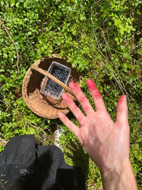 Picking Blueberries, Blueberry Picking, Blueberries, Sweden