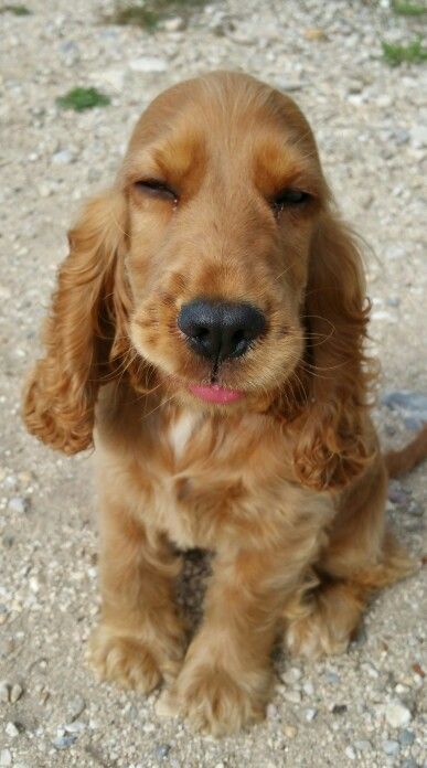 22 Cute Golden Cocker Spaniel Pictures You Will Love | Page 4 of 5 | The Paws English Cocker Spaniel Puppies, Golden Cocker Spaniel, Swim Sport, American Cocker Spaniel, Cocker Spaniel Puppies, Cocker Spaniel Dog, English Cocker, English Cocker Spaniel, Spaniel Puppies