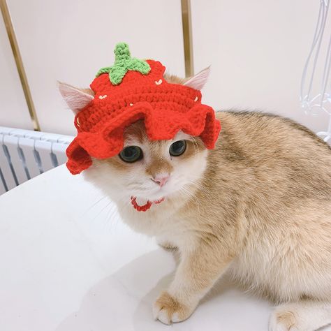 Party Fotos, Winter Cat, Knitted Cat, Cat Flowers, Pet Style, Dog Hat, Cat Hat, Flower Hats, Cat Accessories