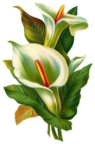 Plant Drawing, Calla Lilies, Flower Art Painting, Digital Flowers, Arte Floral, Calla Lily, Flower Pictures, Flower Wallpaper, 그림 그리기