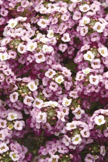 Clear Crystals Lavender Shades (Alyssum Pellets) - Stokes Seeds Large Leaf Plants, Lavender Shades, Sweet Alyssum, Lavender Seeds, Perennial Vegetables, Attracting Beneficial Insects, Plant Tags, Beyond Beauty, Plant Spacing