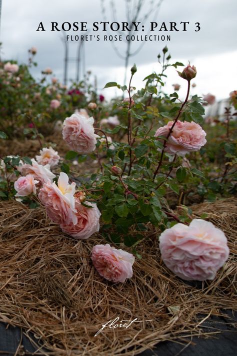 Pink-toned roses in the garden at Floret Rose Pics, Country Style Magazine, Old Roses, Rose Farm, Patina Farm, Flower Farming, Rose Nursery, Future Garden, Garden Growing