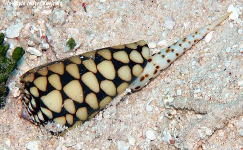 Here a Conus marmoreus eats Terebra subulata. Poisonous Garden, Mind Electric, Poisonous Animals, Cone Snail, Venomous Animals, Molluscs, Dangerous Animals, Sea Snail, Animal References