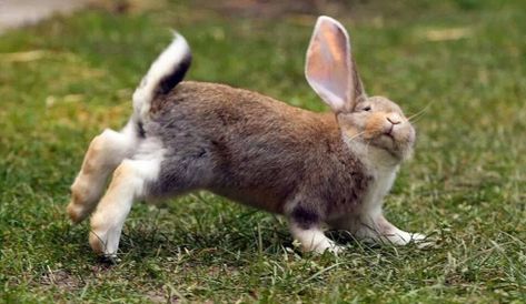 RUN RABBIT RUN! #rabbithouses Run Rabbit Run, Rabbit Running, Running Rabbit, Bunny Room, Rabbit Run, House Rabbit, Pet Bunny, Bunny Pictures