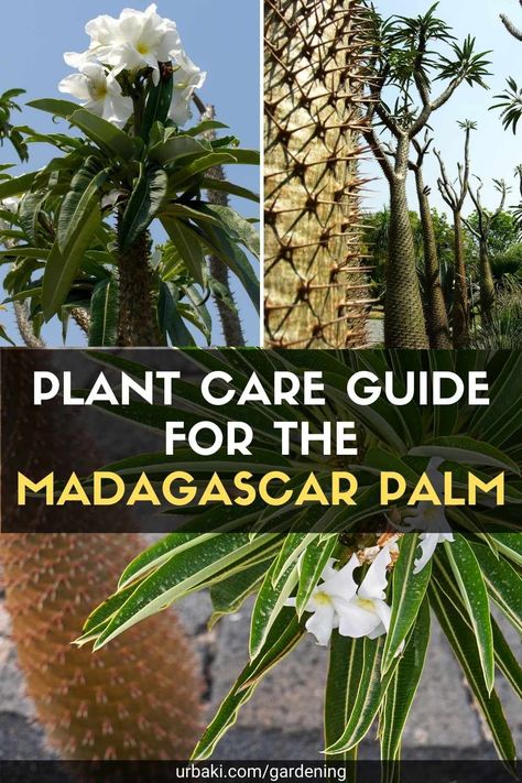 Madagascar Palm In Pot, Madagascar Palm Tree, Pachypodium Lamerei, Palm Plant Care, Urban Utopia, Madagascar Palm, Indoor Plant Shelves, Plant Care Guide, Palm Garden