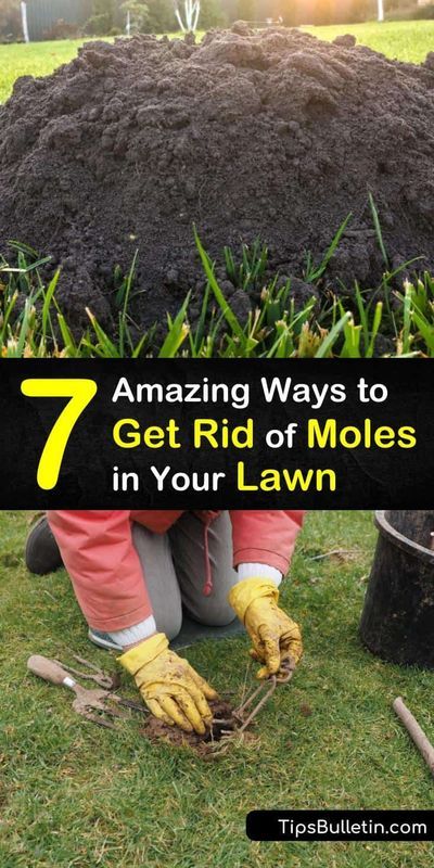 How To Get Rid Of Moles And Voles In Yard, How To Get Rid Of A Mole In The Yard, How To Keep Moles Out Of The Garden, How To Get Rid Of A Mole, Get Rid Of Gophers In Yard, Diy Mole Repellent, How To Get Rid Of Moles In Your Yard, Getting Rid Of Moles In Yard, How To Get Rid Of Voles