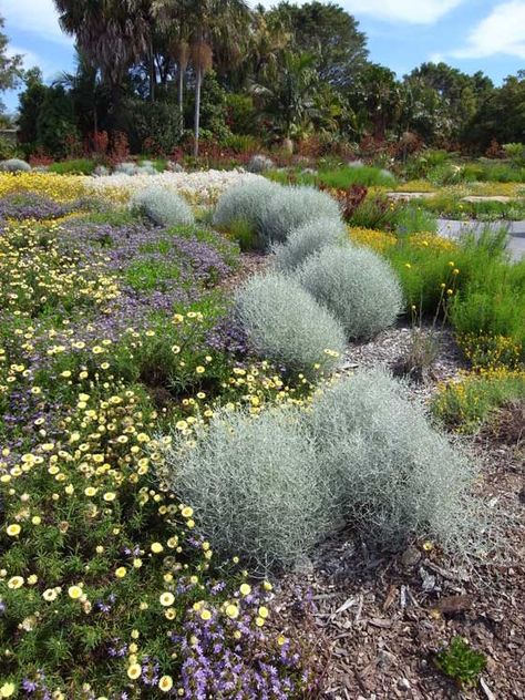 Native Grasses Australia, Physocarpus Opulifolius Diabolo, Beach House Landscaping, Leucophyta Brownii, Rockery Garden, Euphorbia Acrurensis, Ophiopogon Planiscapus 'nigrescens', Pocket Garden, Front Gardens