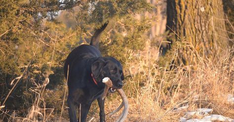 “7 Myths About Shed Hunting Dogs  Not every gun dog was built to find and pick up deer antlers”   #hunting #shed #shedhunting #gundog #huntingdog #huntingseason #antlers #deershed #deerhunting Shed Hunting Dog Training, Shed Hunting, Shooting House, Yellow Lab Puppies, Dog Antlers, Black Lab Puppies, Lab Puppies, Labrador Puppy, Labrador Dog