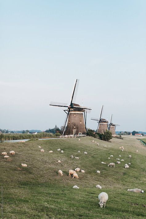 House In A Field, Grass Fields, Dutch Aesthetic, Dutch Village, Dutch Landscape, Sheep Field, Sheep Farm Aesthetic, Field Of Sheep, Sheep Herding Aesthetic