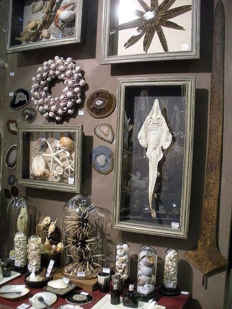 Curiosity Cabinet, Cabinet Of Curiosity, Cabinet Of Curiosities, Curio Cabinet, Nature Collection, Style Deco, Shadow Boxes, Taxidermy, Glass Domes