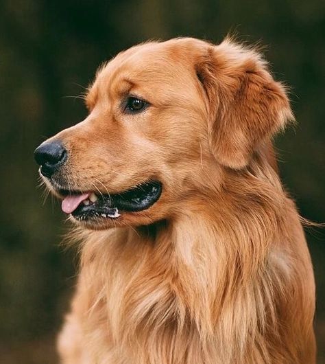 Dog Reference Photo, Dogs Reference Photography, Dog Close Up, Dogs Close Up, Dog Refrences Photos, Close Up Dog Photography, Golden Retriever Art, Dog Sketch, Animal Study