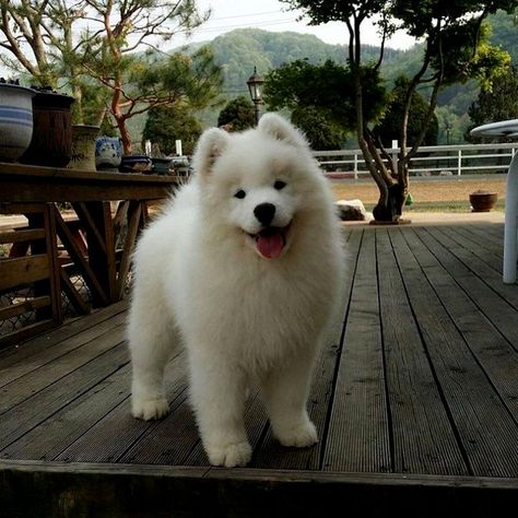 Samoids Dog, Samoyed Dogs Cute, Samoyed Aesthetic, Samoyed Puppies, Samoyed Puppy, Samoyed Dogs, Really Cute Dogs, Fluffy Dogs