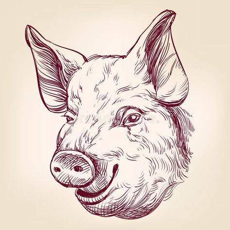 Pig hand drawn vector llustration sketch stock illustration Pig Head Drawing, Pig Sketch, Wolf Sketch, Pig Head, Hand Drawn Arrows, Pig Drawing, Pig Character, Realistic Sketch, Head Drawing