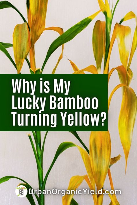 Are you tired of your once-vibrant Lucky Bamboo losing its luster? Don't worry; you're not alone. There are several causes behind this issue, including poor lighting and water quality. In our latest blog post, we dive deep into the reasons behind the fading Lucky Bamboo color and provide helpful tips on how to revive it. Nature, How To Care For Bamboo Plant Houseplant, Bamboo Care Tips, Taking Care Of Bamboo Plants, Revive Bamboo Plant, How To Plant A Bamboo Plant, Tall Bamboo Plant Indoor, Repotting Lucky Bamboo Plants, How To Plant Bamboo In Pots